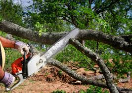  Englewood, NJ Tree Care Pros