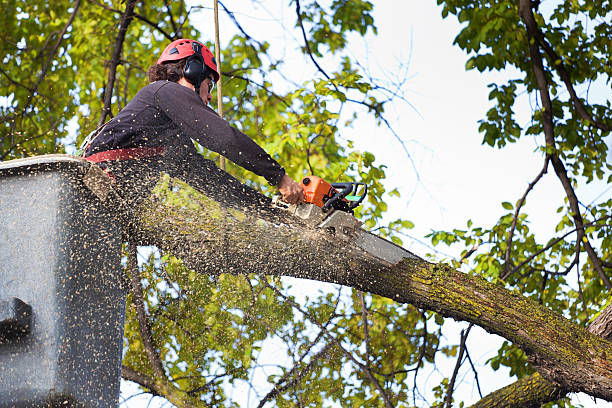 How Our Tree Care Process Works  in  Englewood, NJ